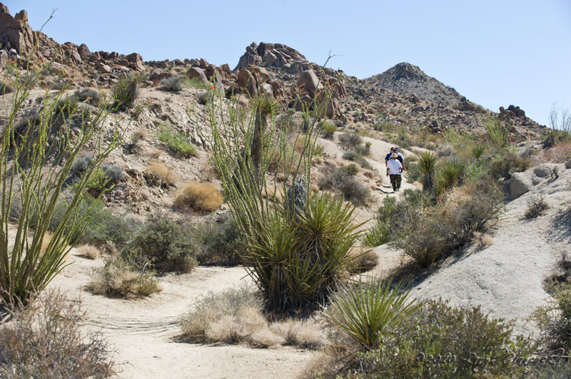 Joshua Tree National Park