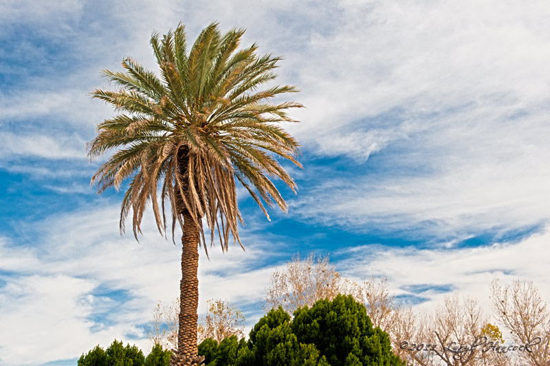 Winter Palm