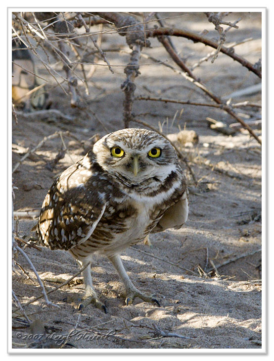 Burrowing Owls