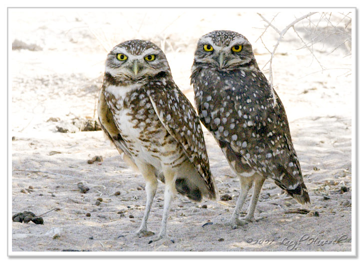 Burrowing Owls