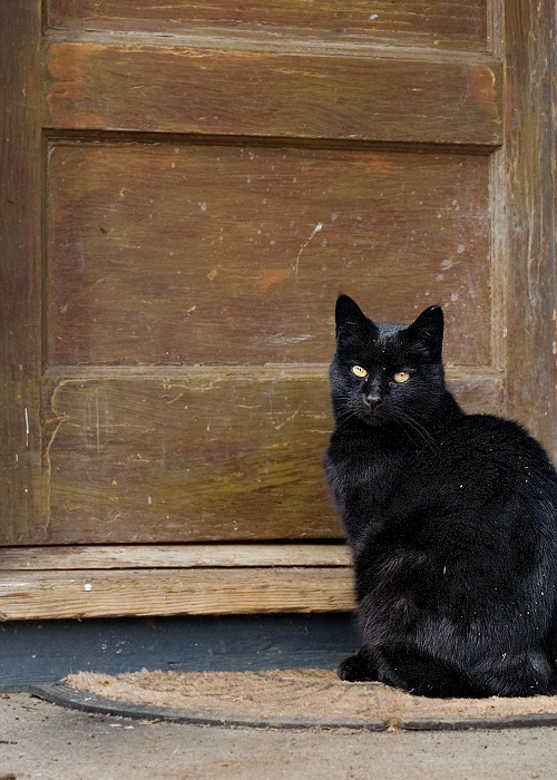 Dusty Cat
