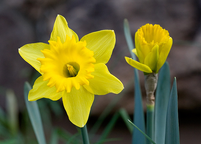 Spring is Here!