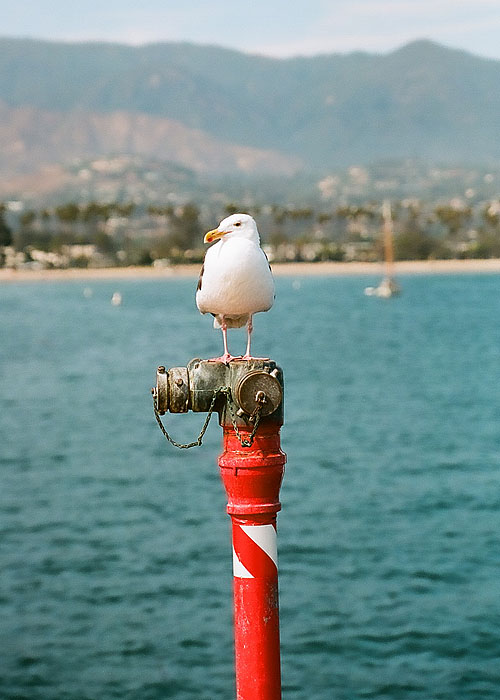 Santa Barbara Local