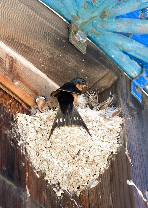The Birds Nest