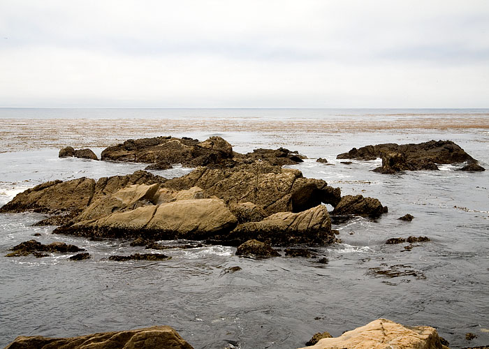 Kelp Bed off of Point Lobos