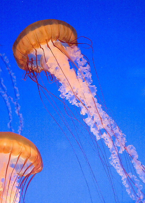 Jelly Fish II