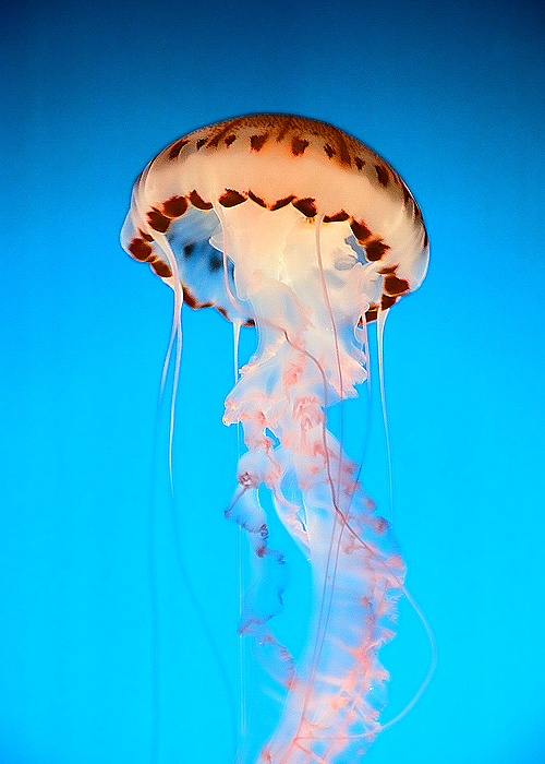 Film Jelly Fish IV