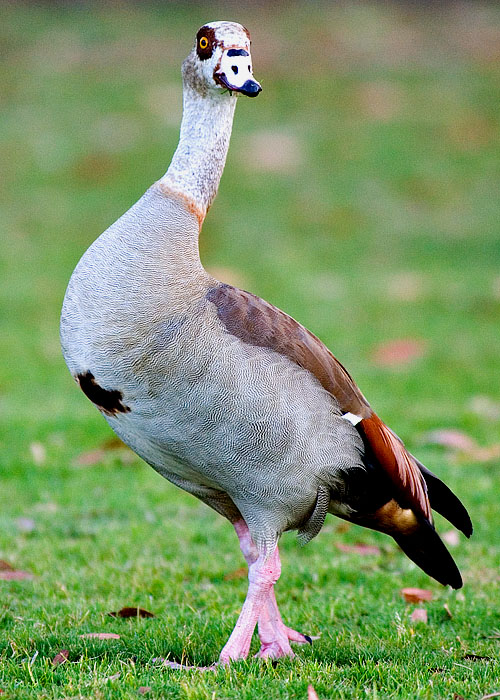 Soccer Bird
