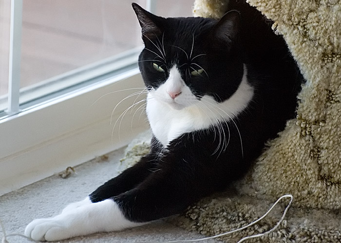 Sunday Afternoon Cat
