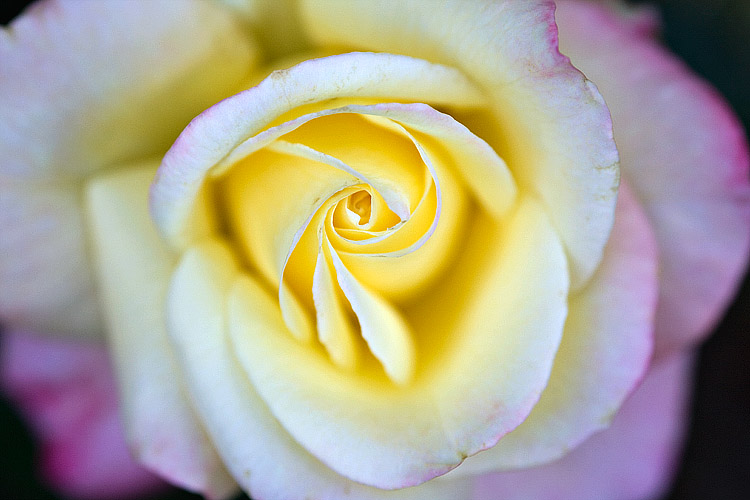 Garden Rose