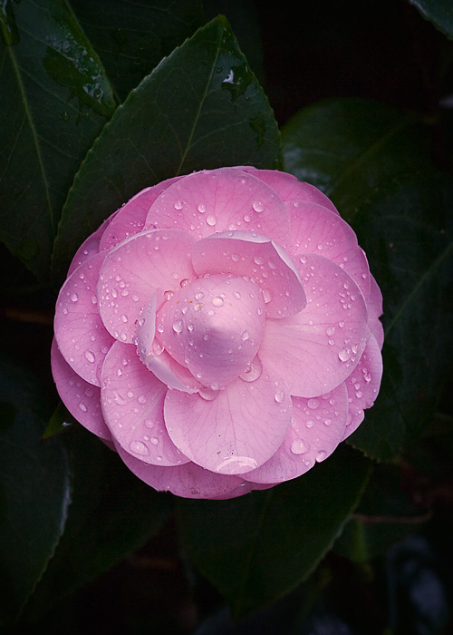 Rainy Day Flower