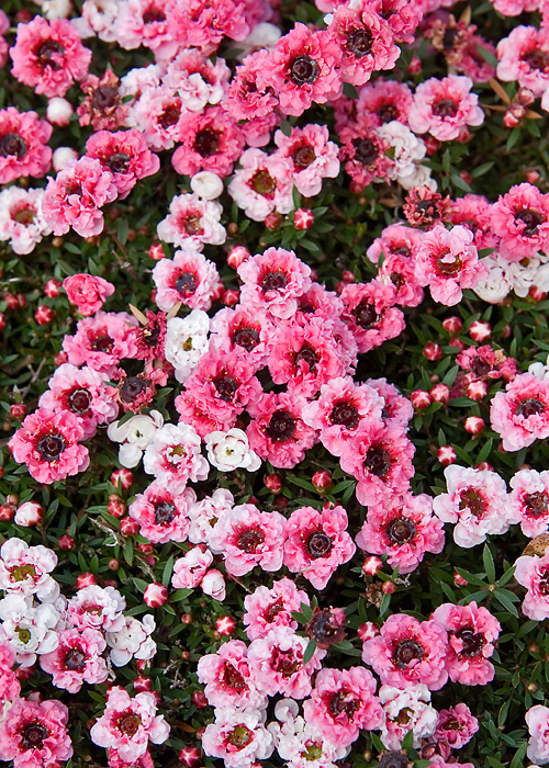 Lots of Little Flowers