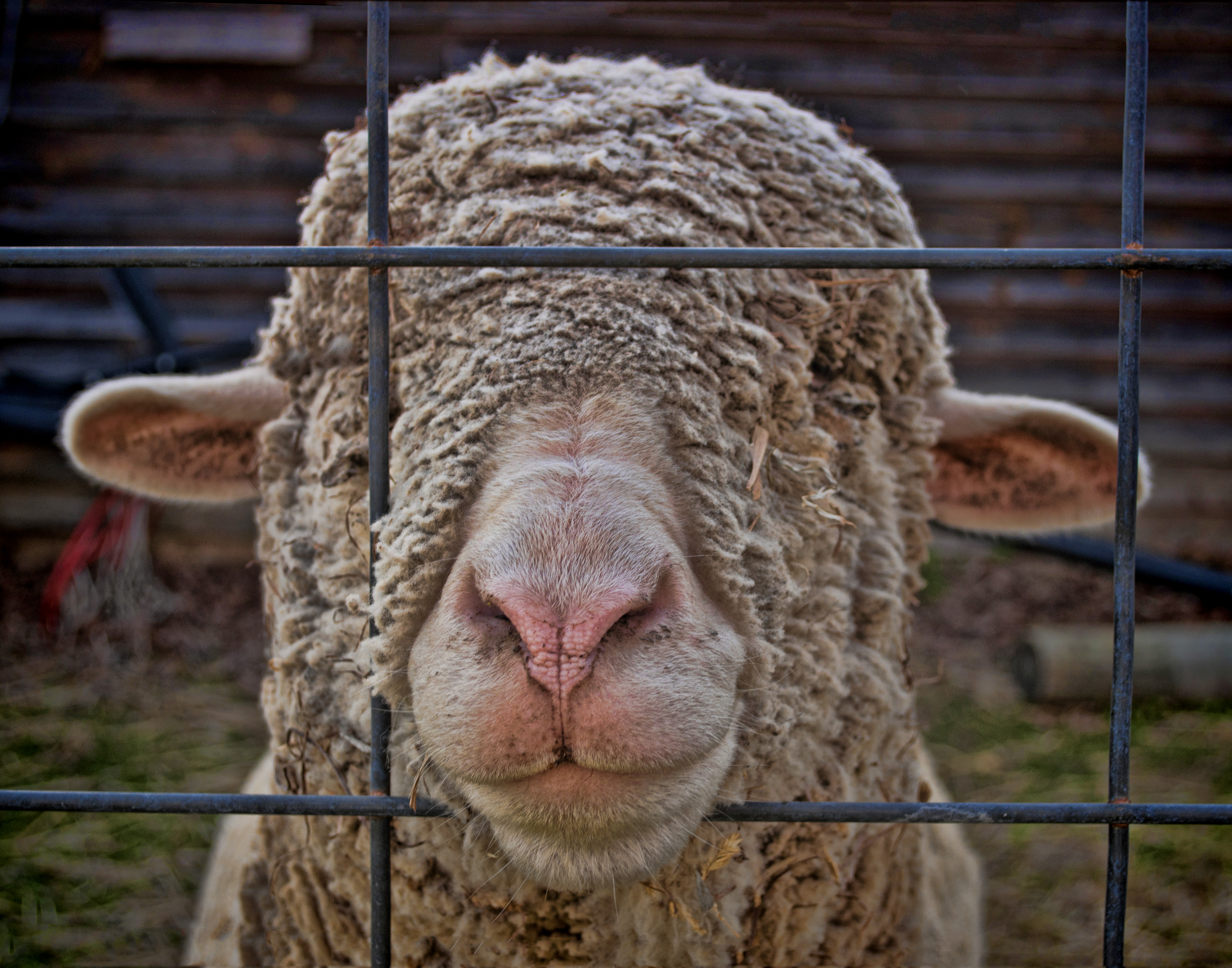 Sheep_FourOaksFarm.jpg