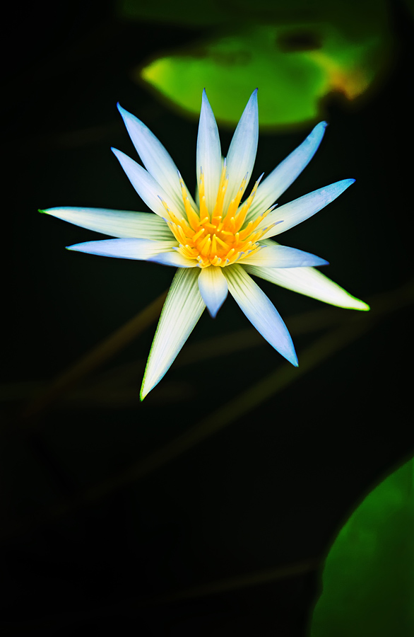 Blue Lotus