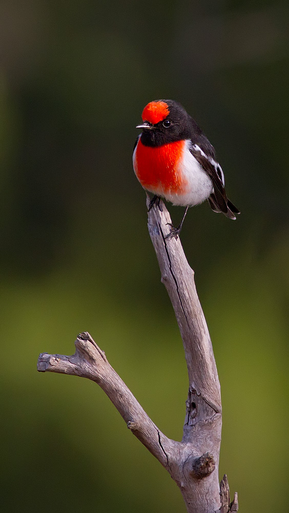 Red Capped Robin