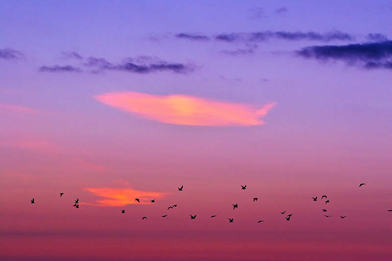 Sunset Flight.jpg