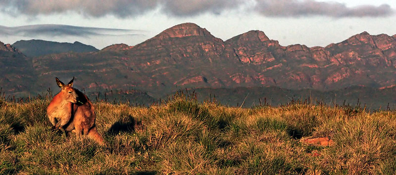 Big Red Kangaroo chewing on spinifex with the Wilpena Pound in the background: Flinders Ranges, South Australia