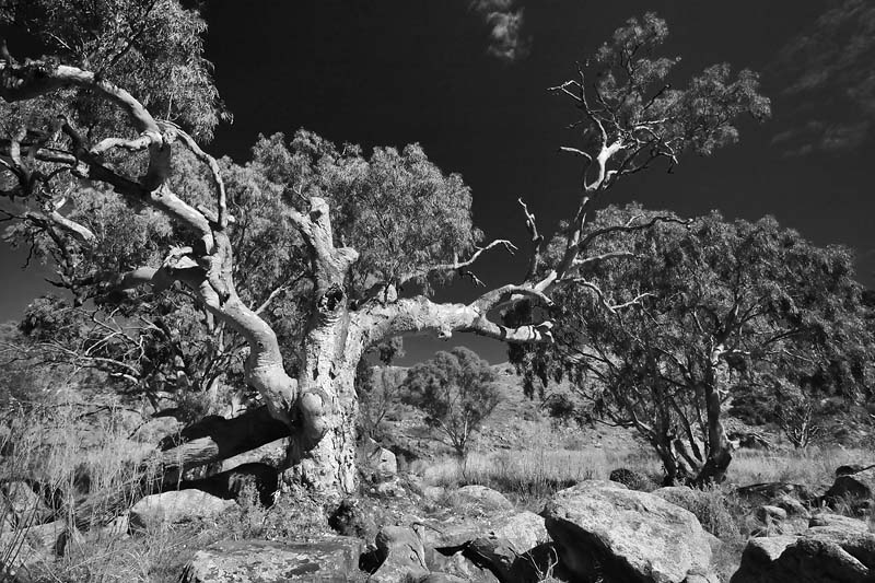 Mannum Falls Gum Tree.jpg