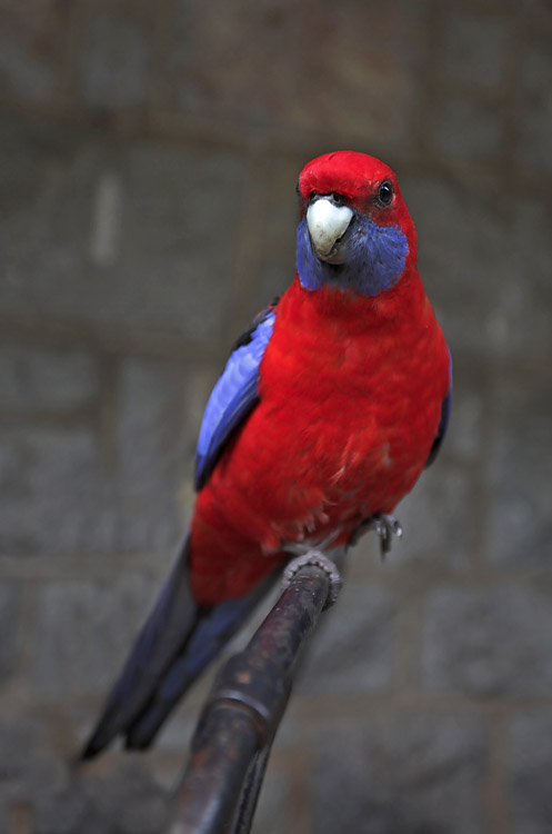 Crimson_Rosella.jpg