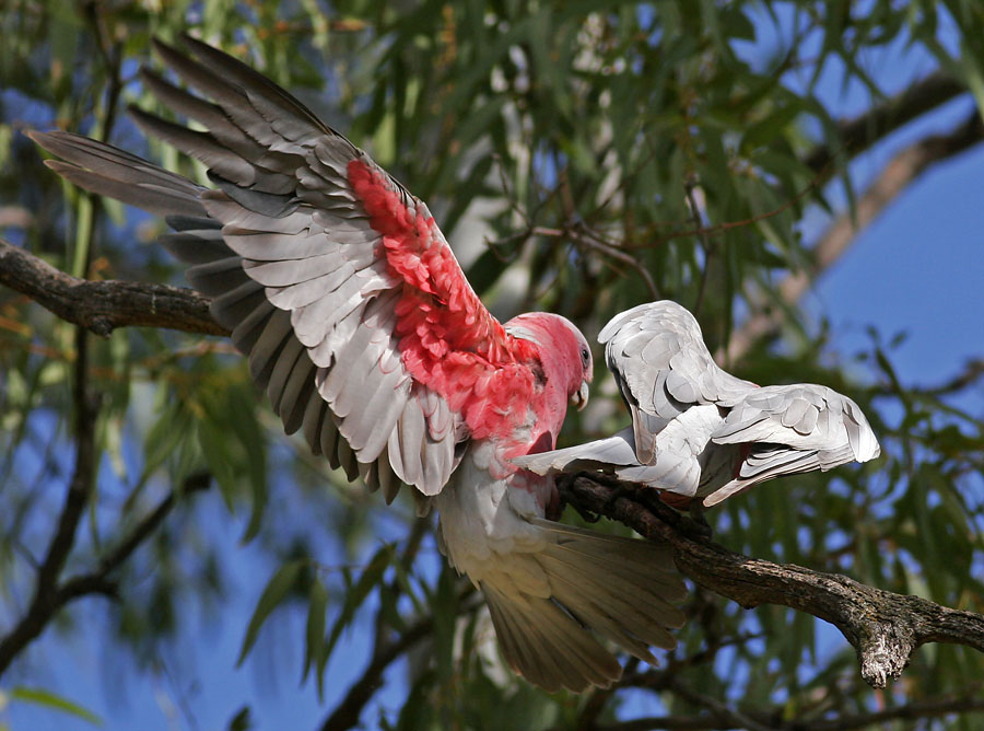 Galahs_3.jpg