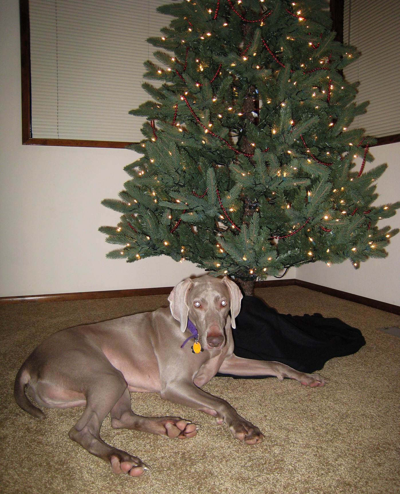 under the tree