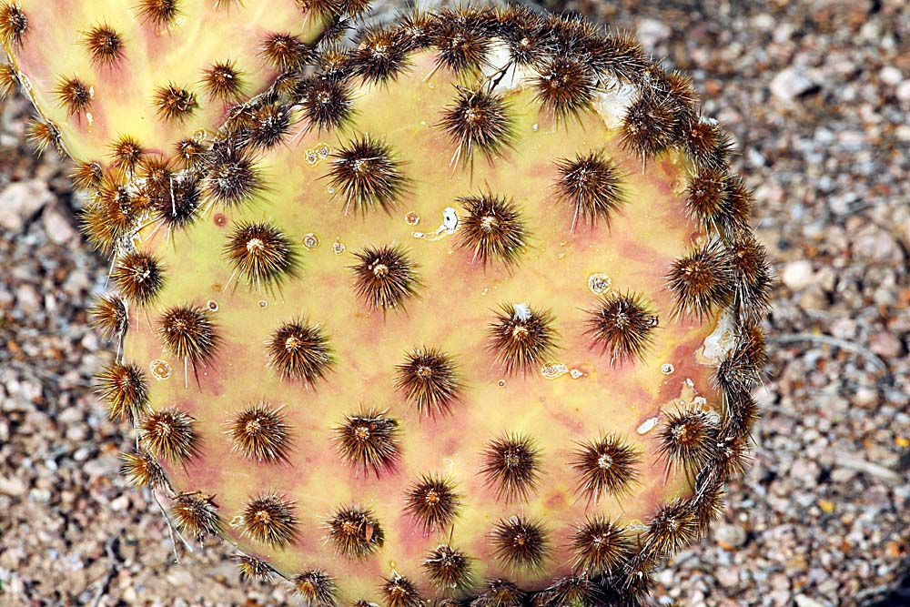 175_Tucson.JPG