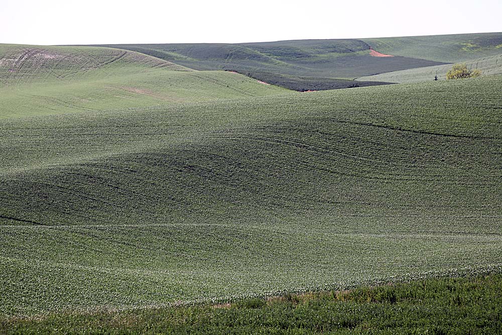 077_Palouse.JPG