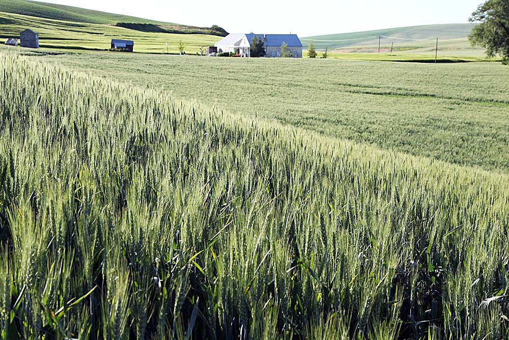 104_Palouse.JPG