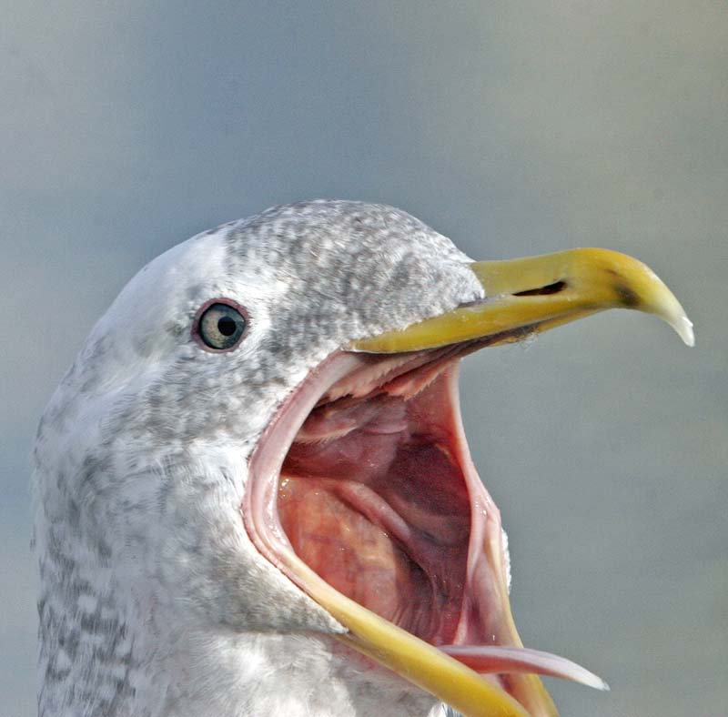 Feed me - NOW!