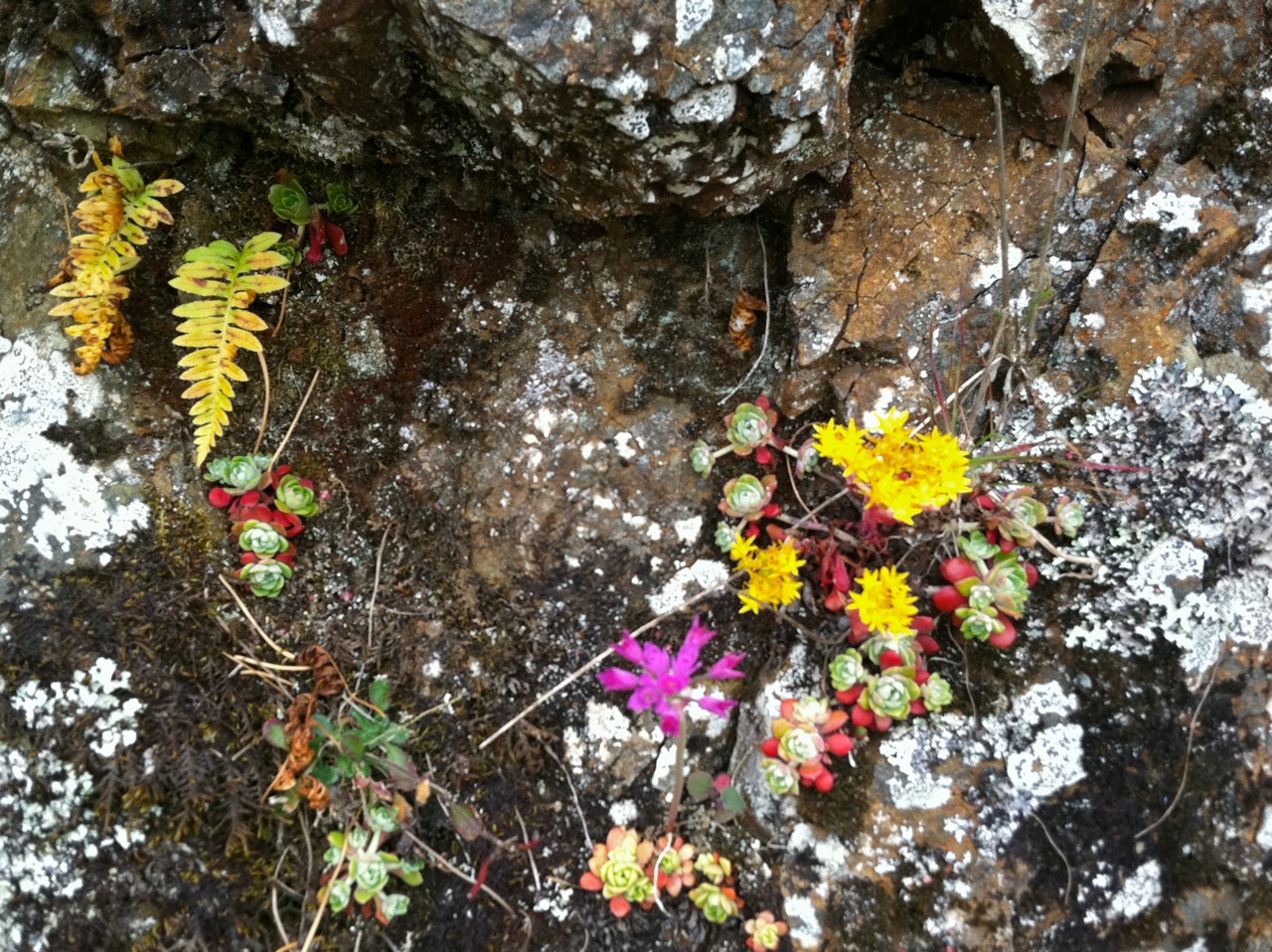 Dudleya, fern