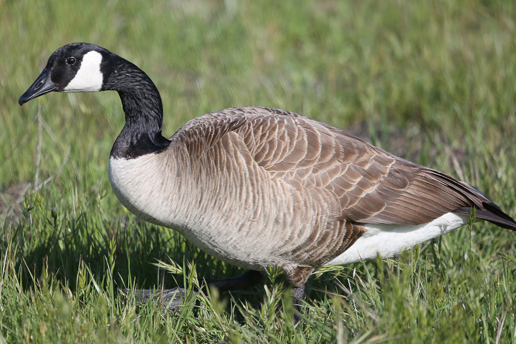 Canada Goose