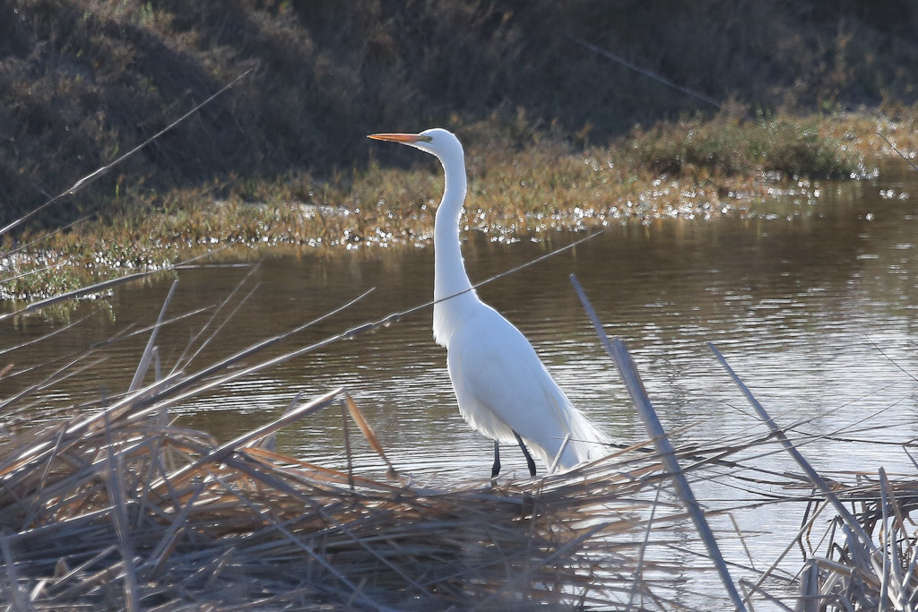 Great Egret