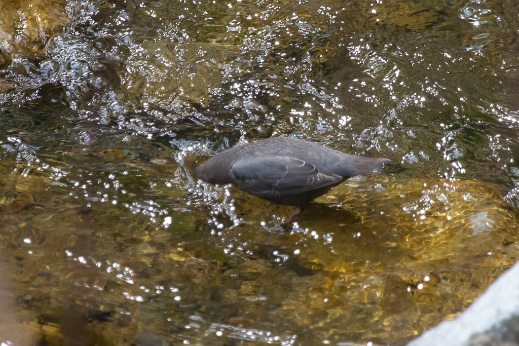 American Dipper dipping head in water