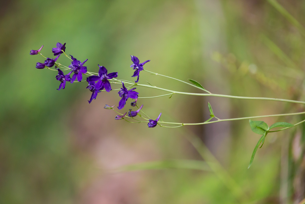 Purple Larkspur (Delphinium sp.)