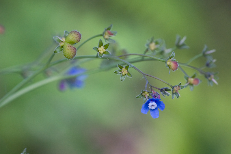 Western Hounds Tongue (Cynoglossum grande)