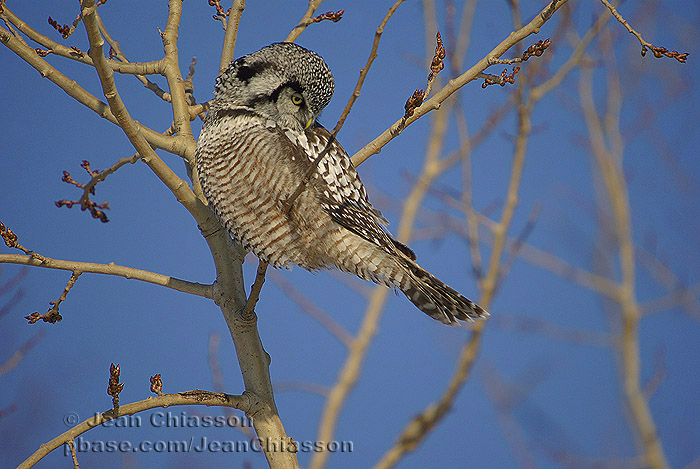 Chouette perviere ( Northern Hawk )