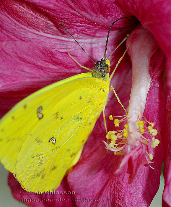 Phoebis philea