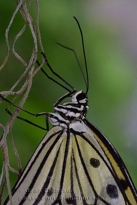   Idea Leuconoe