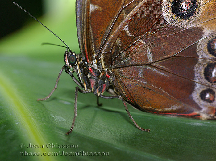 Morpho Peleides