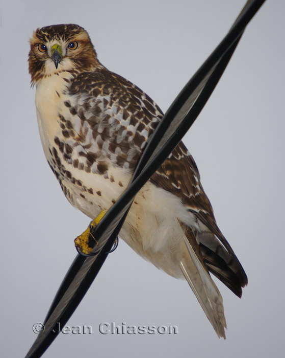 1 of  2  Buse  Queue Rousse ( Red - tailed Hawk )