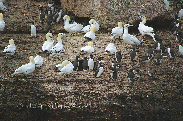 Fou de Bassan - Northern Gannet