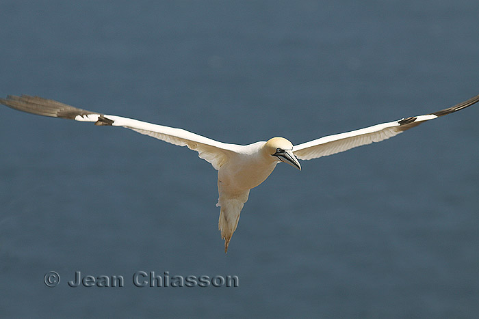 Fou de Bassan - Northern Gannet