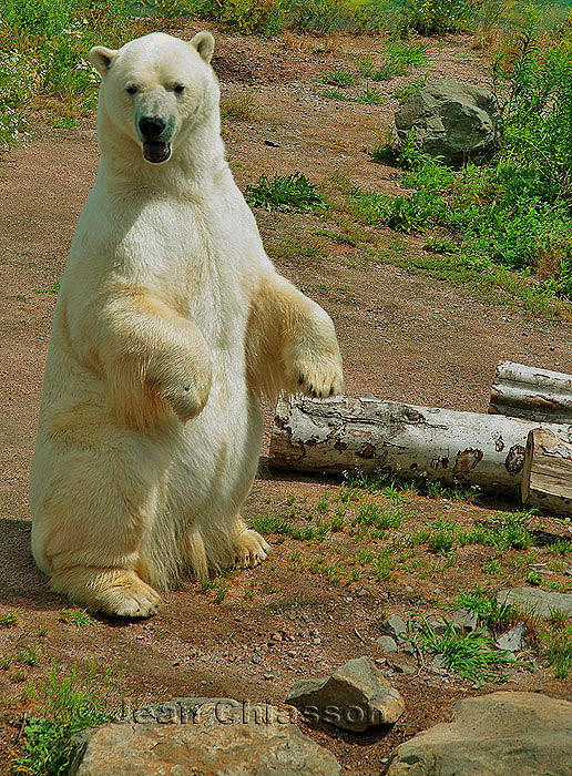 LOurs polaire (Ursus maritimus) 2  of   2