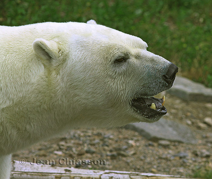 LOurs polaire (Ursus maritimus)1 of   2