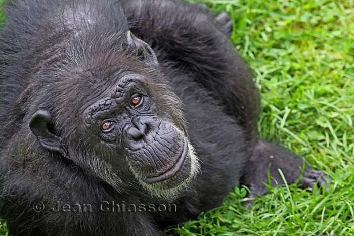 Chimpanz  (  Parc Safari Hemmingford )