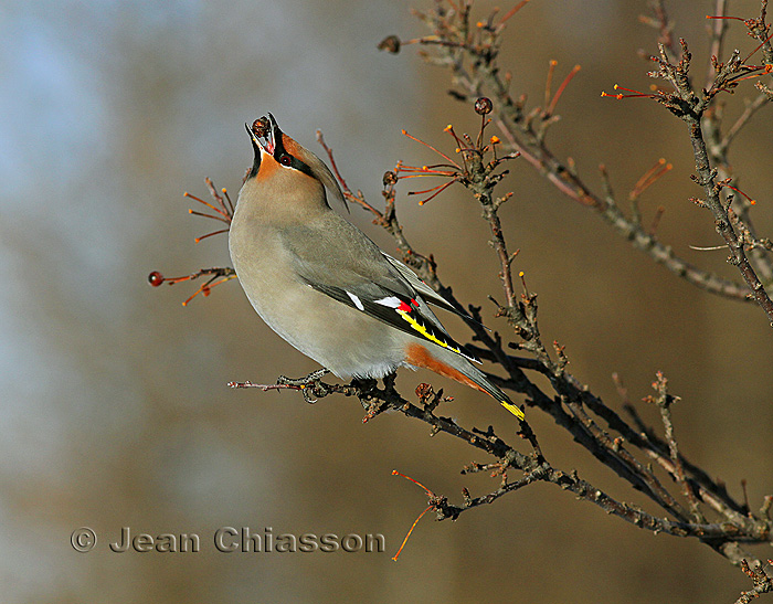 Jaseur boral (Bohemian Waxwing)