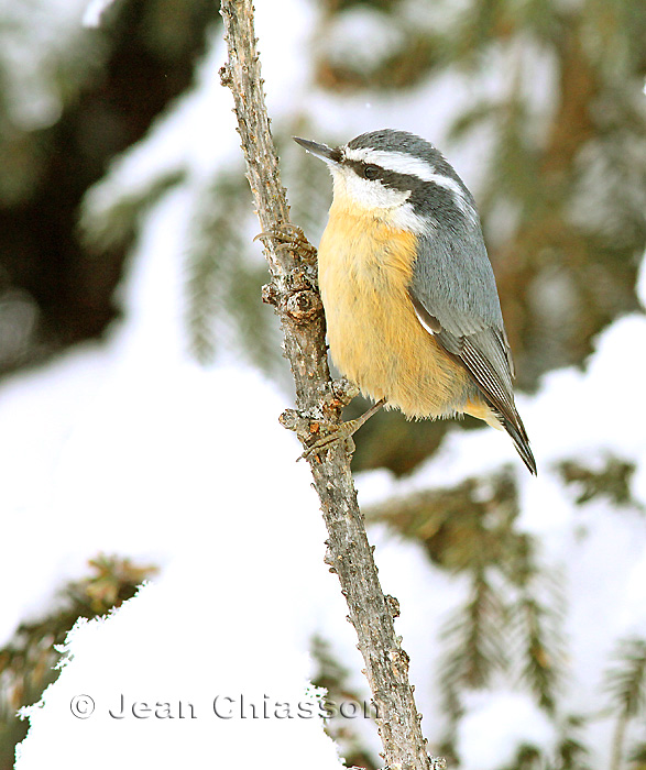 Sittelle  Poitrine rousse  ( Red-breasted Nuthatch )