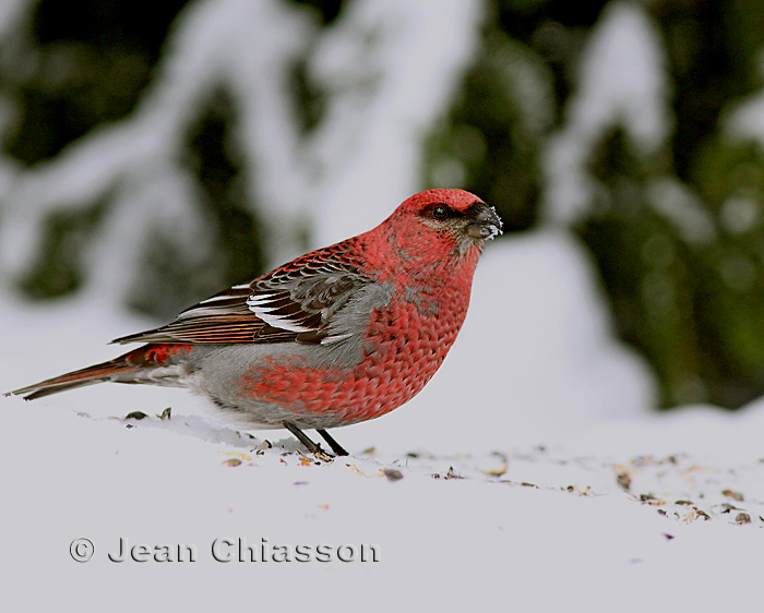  Durbec des sapins -  Pine Grosbeak  ( Male )