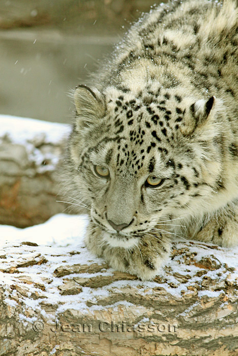 Lopard Des Neiges ( Snow Leopard ) Uncia Uncia