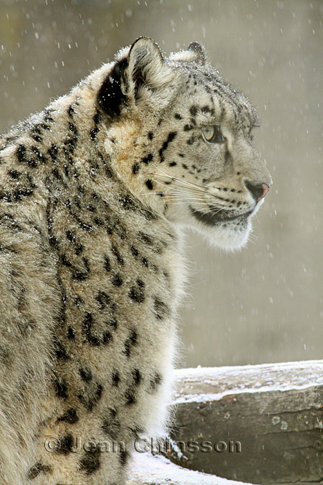 Lopard Des Neiges ( Snow Leopard ) Uncia Uncia